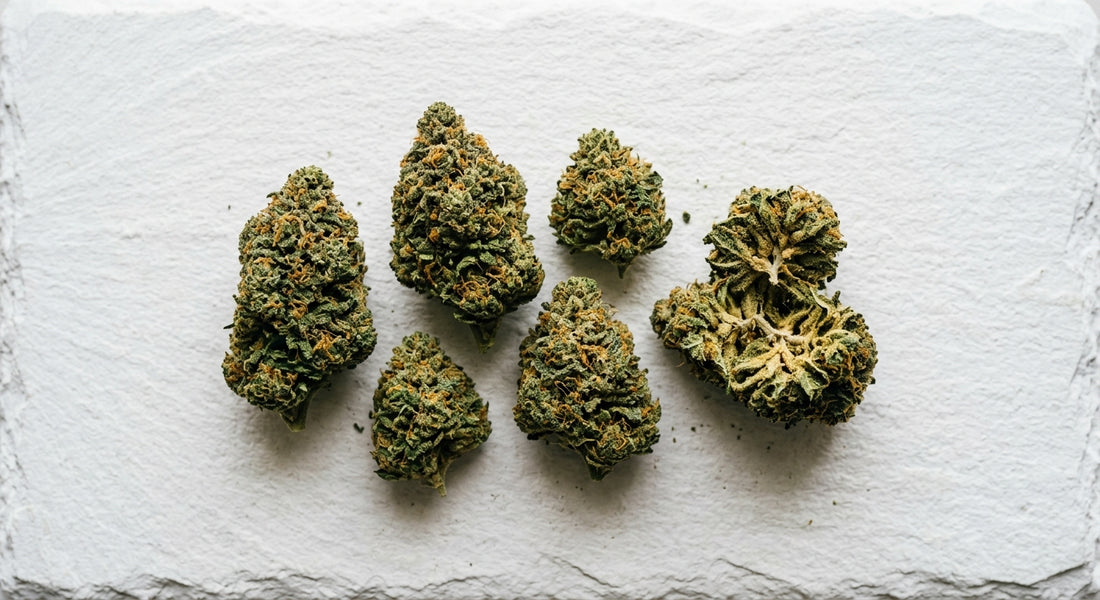 distributeur CBD Perpignan fleurs CBD en gros denses et résineuses sur surface blanche