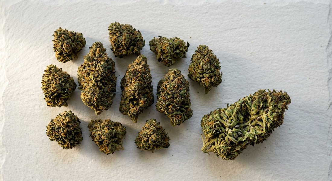 distributeur CBD Strasbourg fleurs CBD vrac premium en gros grossiste Alsace