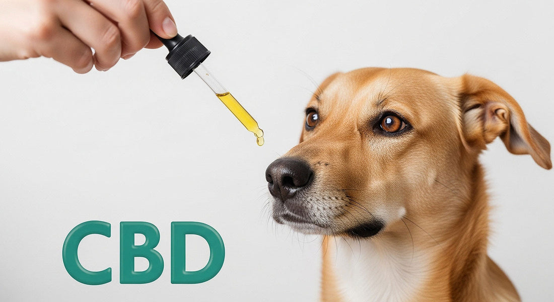 A dog calmly receiving a dose of CBD oil from a dropper, illustrating CBD's potential benefits for pets.