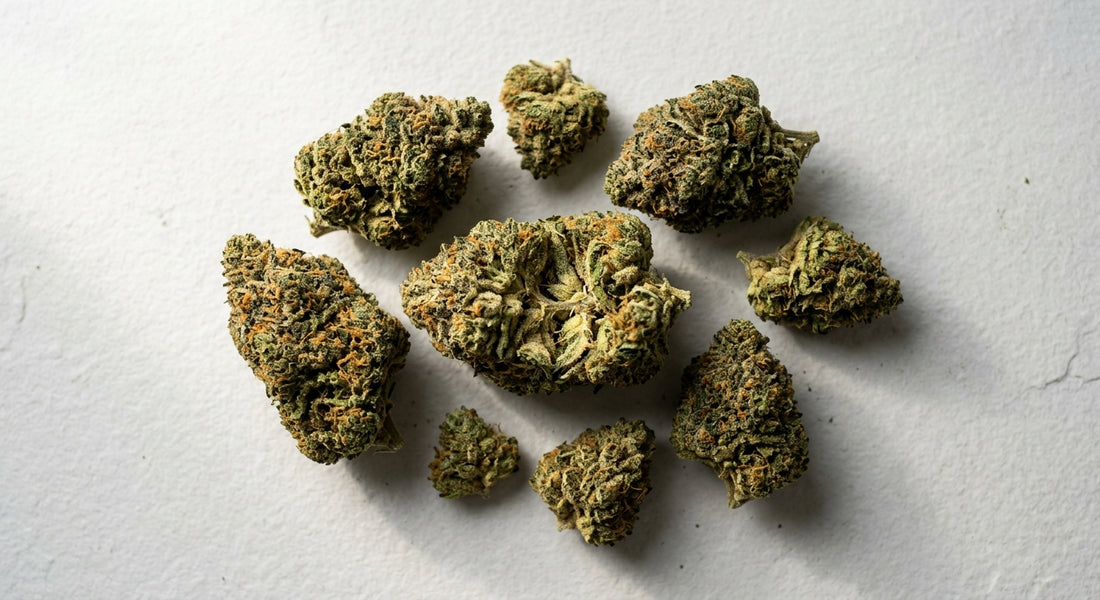 dr ganja cbd thca hemp flower buds flat lay on white surface 2026