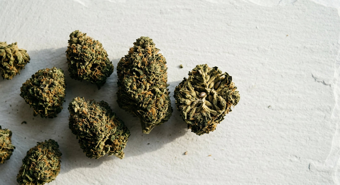 fornitore cbd italia fiori di canapa CBD premium su superficie bianca 2026
