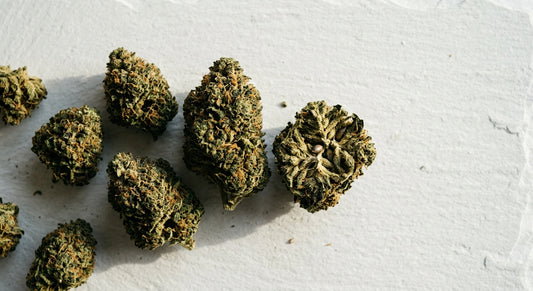 fornitore cbd italia fiori di canapa CBD premium su superficie bianca 2026