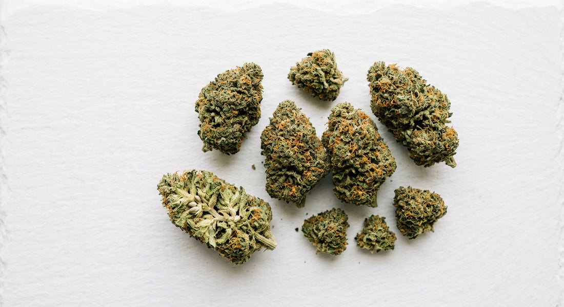 fournisseur CBD suisse fleurs hemp premium grossiste qualité alpine Hurcann