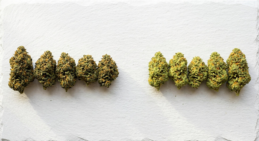 full spectrum vs broad spectrum CBD flower buds comparison for anxiety Hurcann