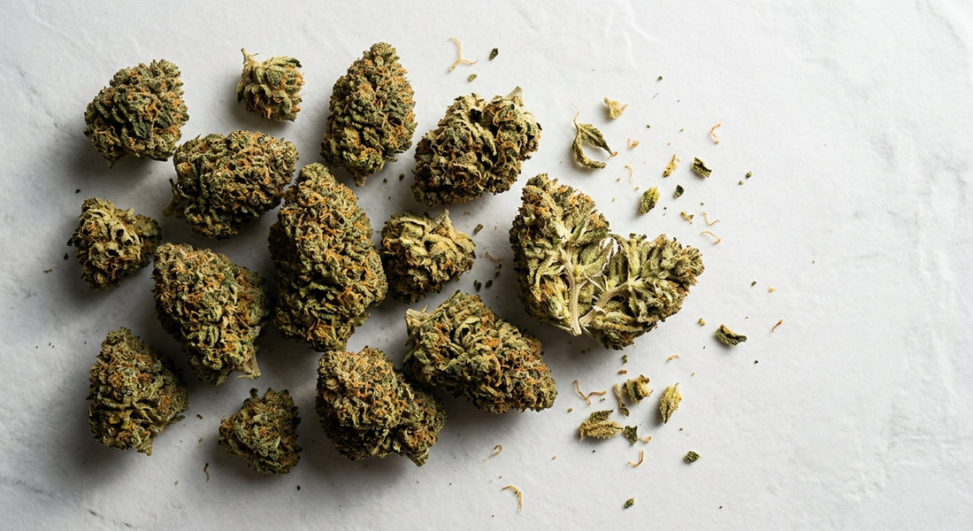grossista CBD fiori di canapa all'ingrosso qualità premium su superficie bianca
