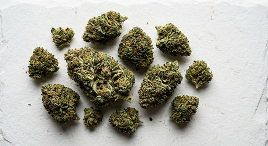 grossiste CBD Hollande fleurs CBD premium en gros qualité indoor Hurcann