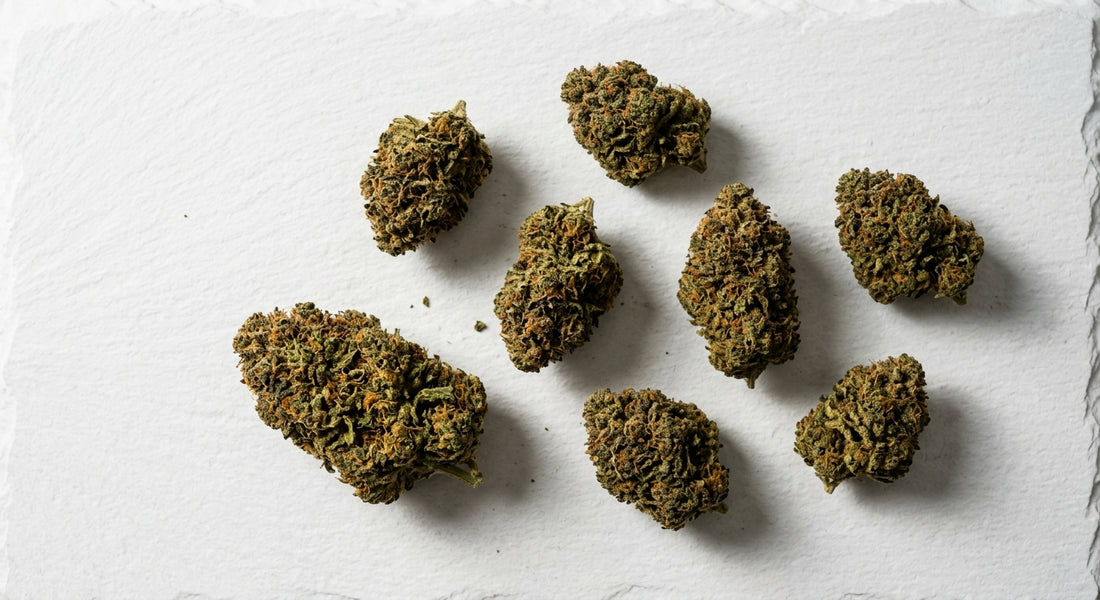 grossiste CBD hollande fleur hemp indoor premium en gros Hurcann