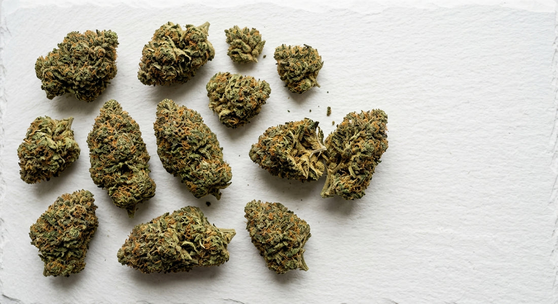 grossiste cbd italie fleurs CBD en gros denses et cured sur surface blanche