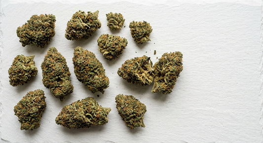 grossiste cbd italie fleurs CBD en gros denses et cured sur surface blanche