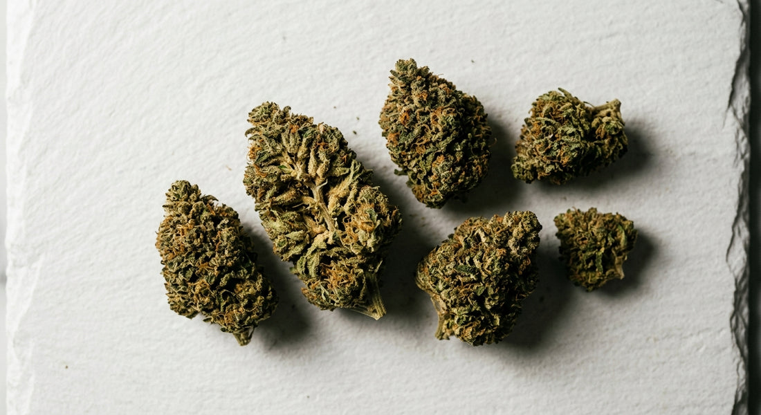 grossiste CBD Toulouse premium wholesale hemp flower buds flat lay display