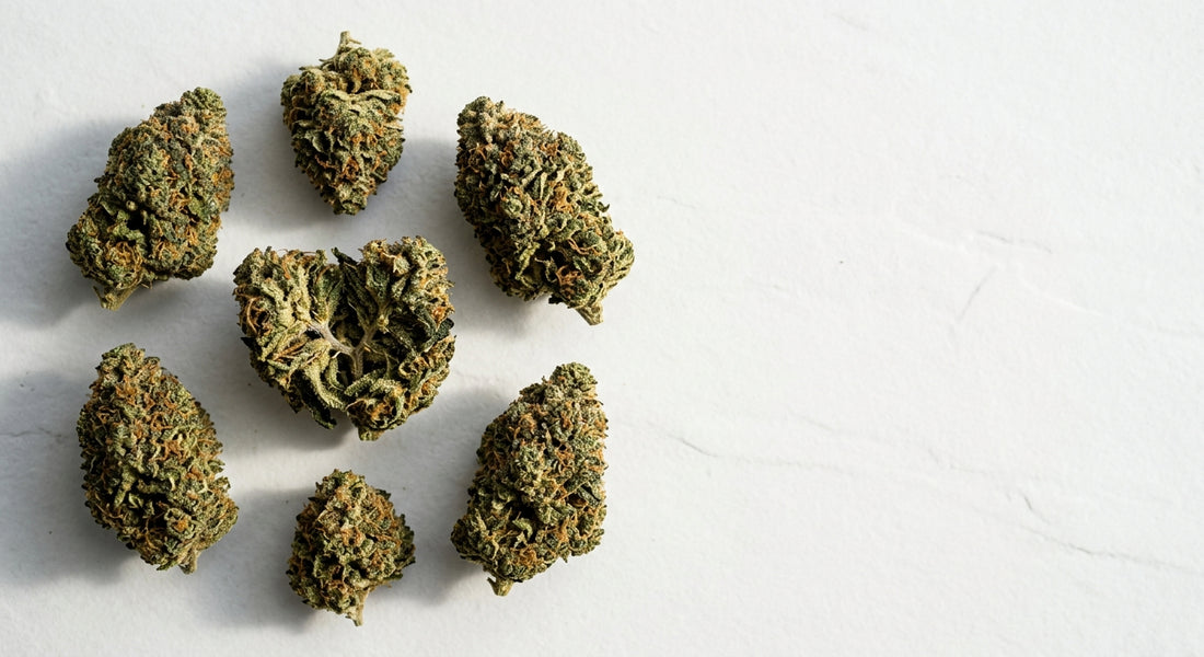 grossiste du CBD fleur chanvre premium buds en gros qualité wholesale Hurcann