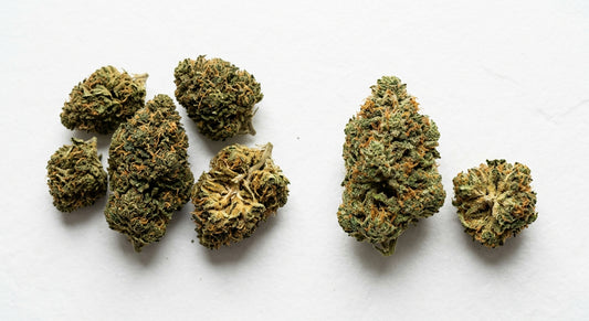 hemp flower vs marijuana side by side CBD buds on white surface comparison 2026