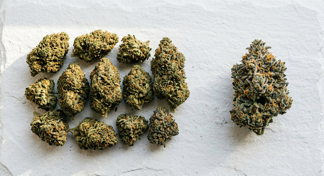 hemp flower vs marijuana difference side by side CBD buds on white surface