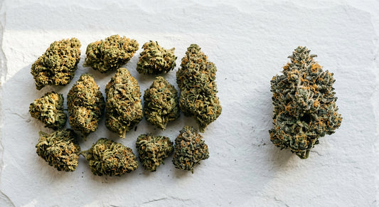 hemp flower vs marijuana difference side by side CBD buds on white surface
