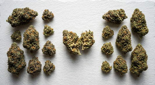 hemp vs marijuana differences dense THCA hemp flower buds on white surface Hurcann
