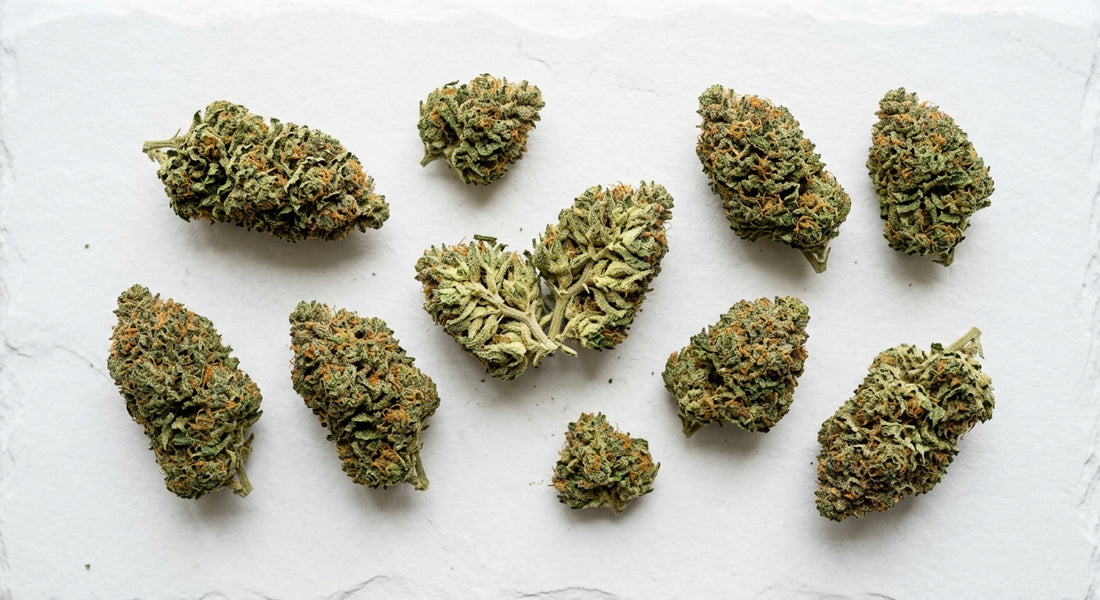 high CBD cannabis flower buds flat lay on white surface showing dense cured hemp