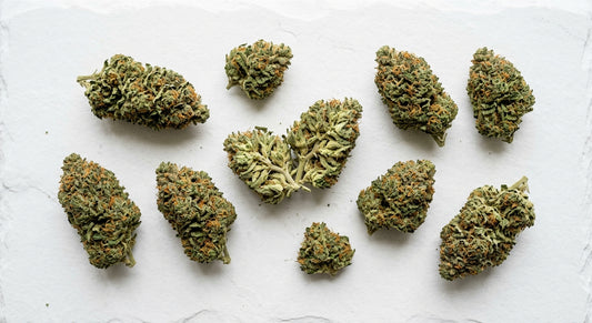 high CBD cannabis flower buds flat lay on white surface showing dense cured hemp
