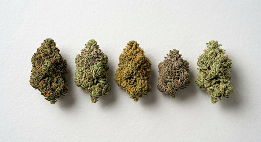 high CBD strains hemp flower buds variety flat lay premium quality 2026