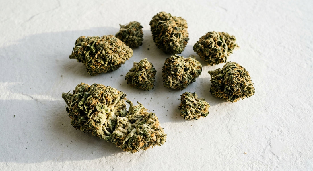 high hippy flower company THCA hemp flower buds on white surface 2026 review