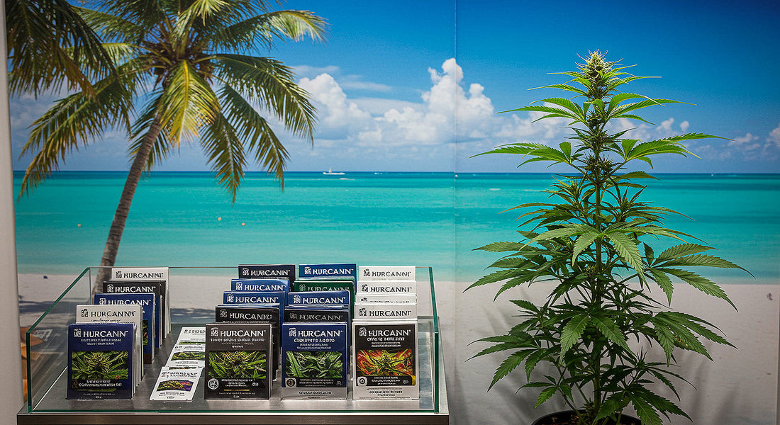 A Hurcann seed bank display in Miami showcases premium marijuana seed packets with a lush cannabis plant and a vibrant beach backdrop.