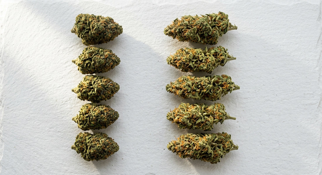 indica vs sativa bud structure side by side comparison dense vs airy hemp flower