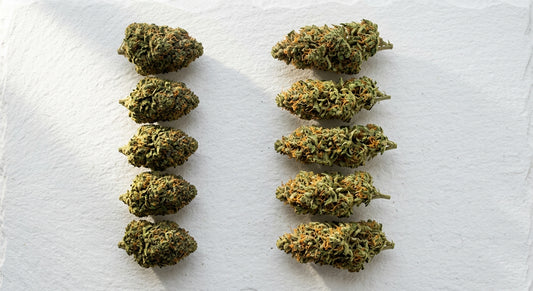 indica vs sativa bud structure side by side comparison dense vs airy hemp flower