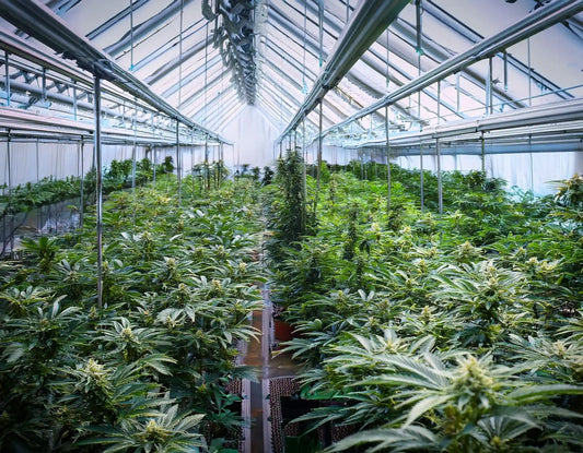 How Deep To Plant Marijuana Seeds – Hurcann Blog