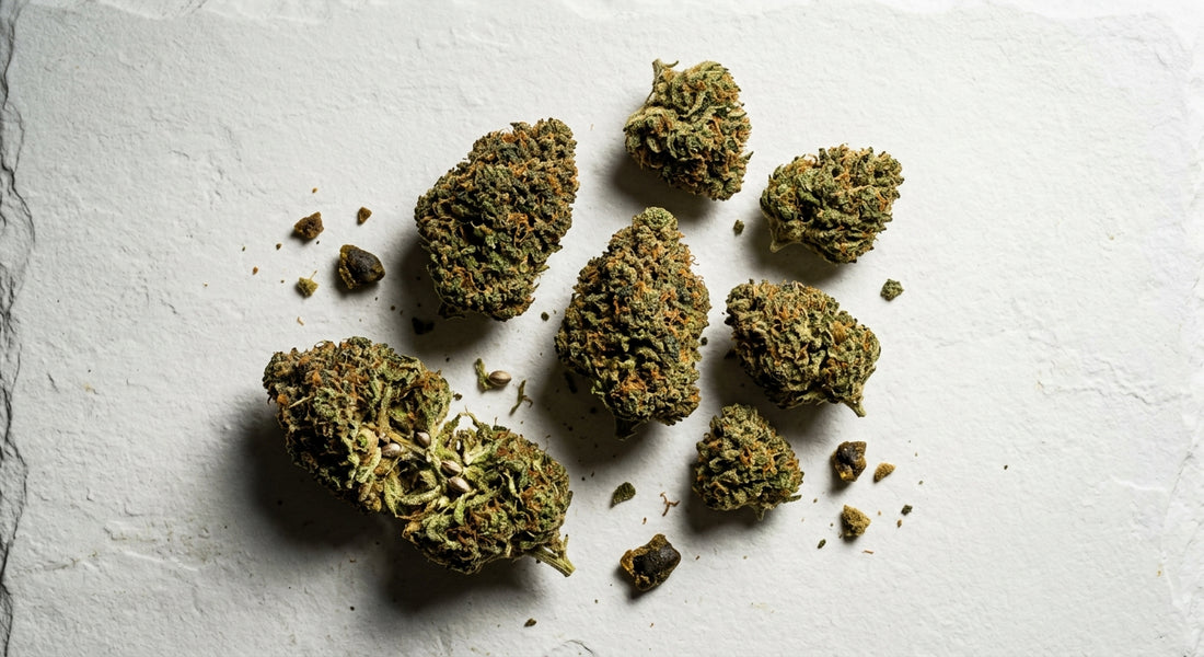 le grossiste CBD fleurs chanvre en gros qualité premium Hurcann 2026