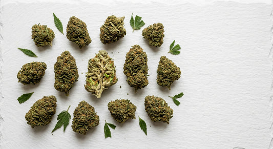 leaf flower CBD oil source material dense hemp flower buds and leaves on white surface