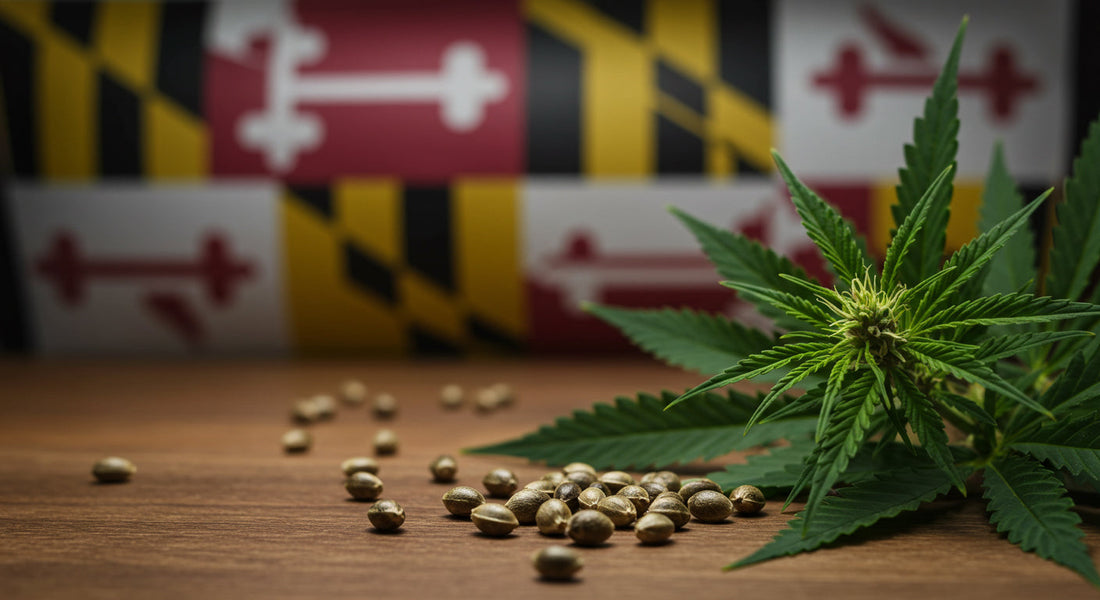 Cannabis plant and seeds on a wooden table with the Maryland state flag in the background, symbolizing the state’s evolving marijuana laws and cultivation potential.
