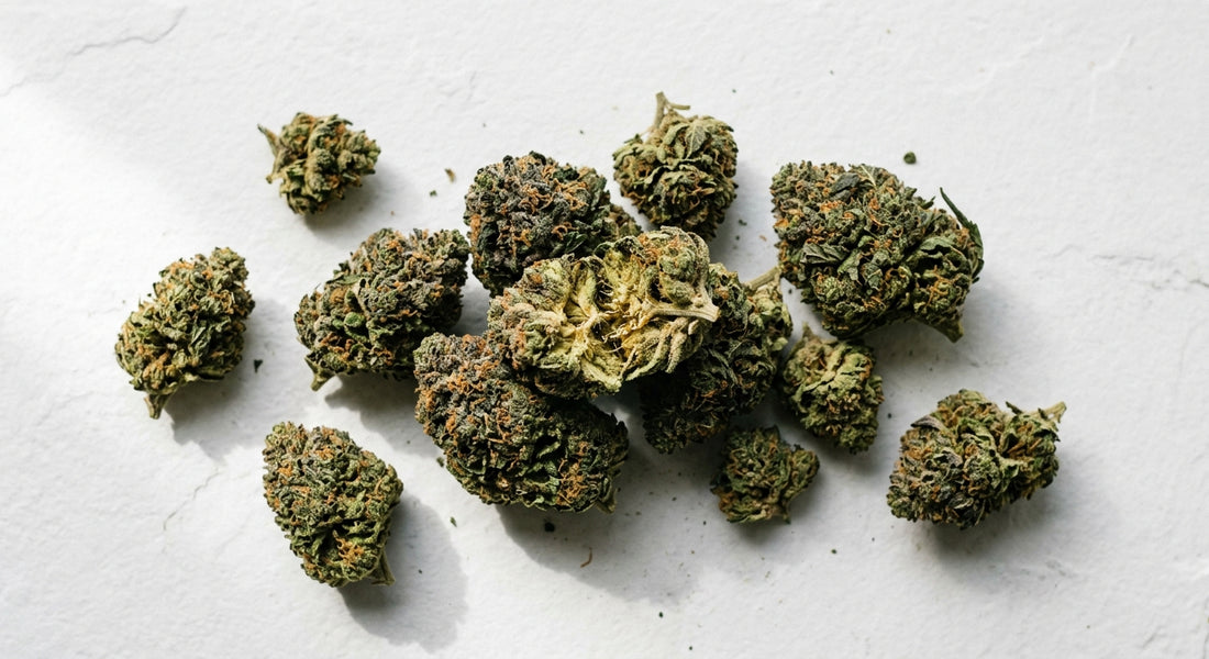 outdoor THCA flower buds sun-grown hemp arranged on white surface wholesale Hurcann