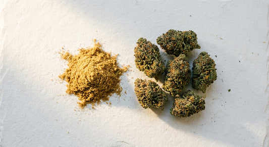polen de CBD al por mayor kief de cáñamo polvo dorado y flor CBD sobre superficie blanca