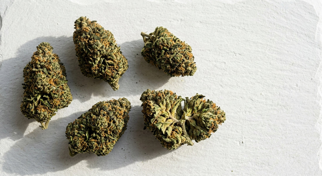 producteur CBD suisse premium indoor hemp flower buds wholesale flat lay 2026