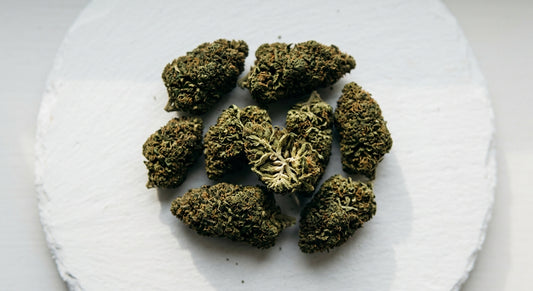 proveedor flores CBD buds densos de cáñamo indoor sobre superficie blanca