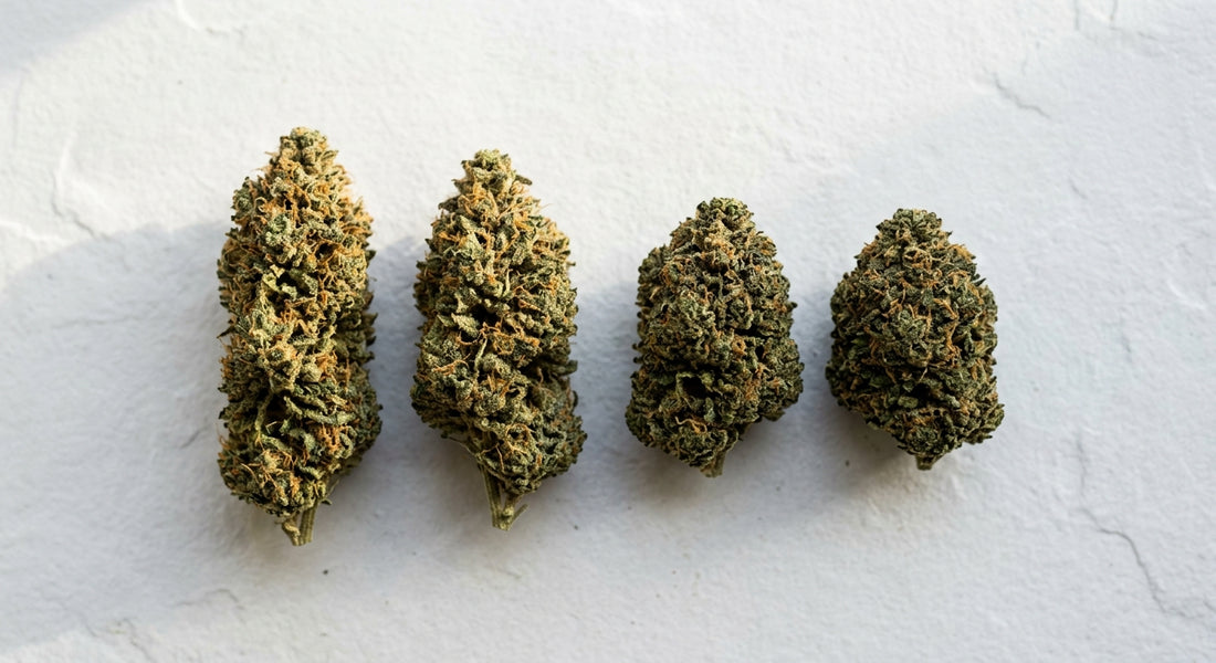 sativa vs indica THCA hemp flower buds side by side comparison flat lay
