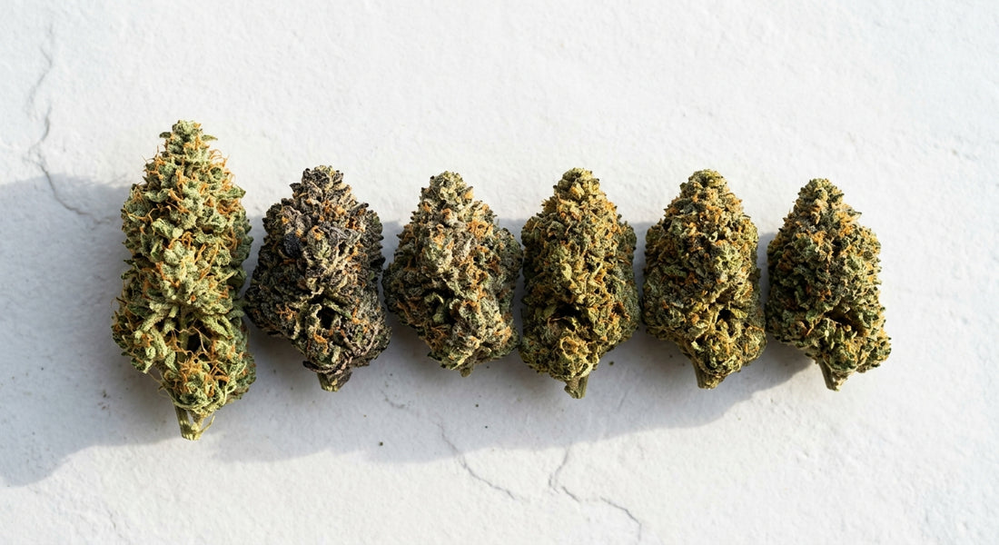 sativa vs indica THCA hemp flower buds side by side comparison flat lay Hurcann