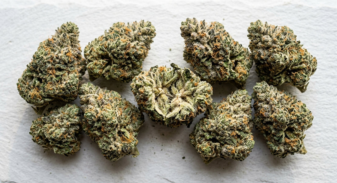 snowball gelato THCA hemp flower buds dense frosty trichome coverage flat lay Hurcann