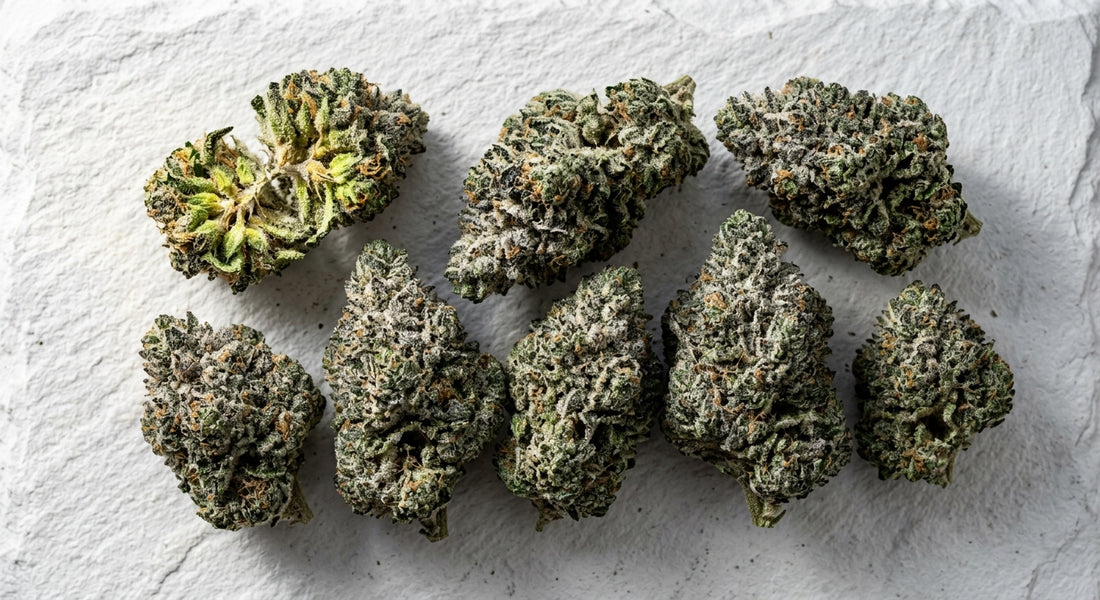 snowball strain weed dense frosty THCA hemp flower buds flat lay Hurcann review