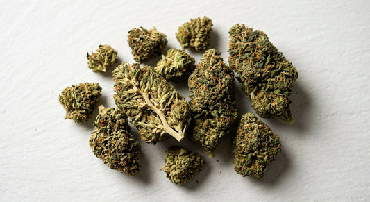 susz konopny hurtownia premium kwiaty CBD na białej powierzchni hurtownia konopi 2026