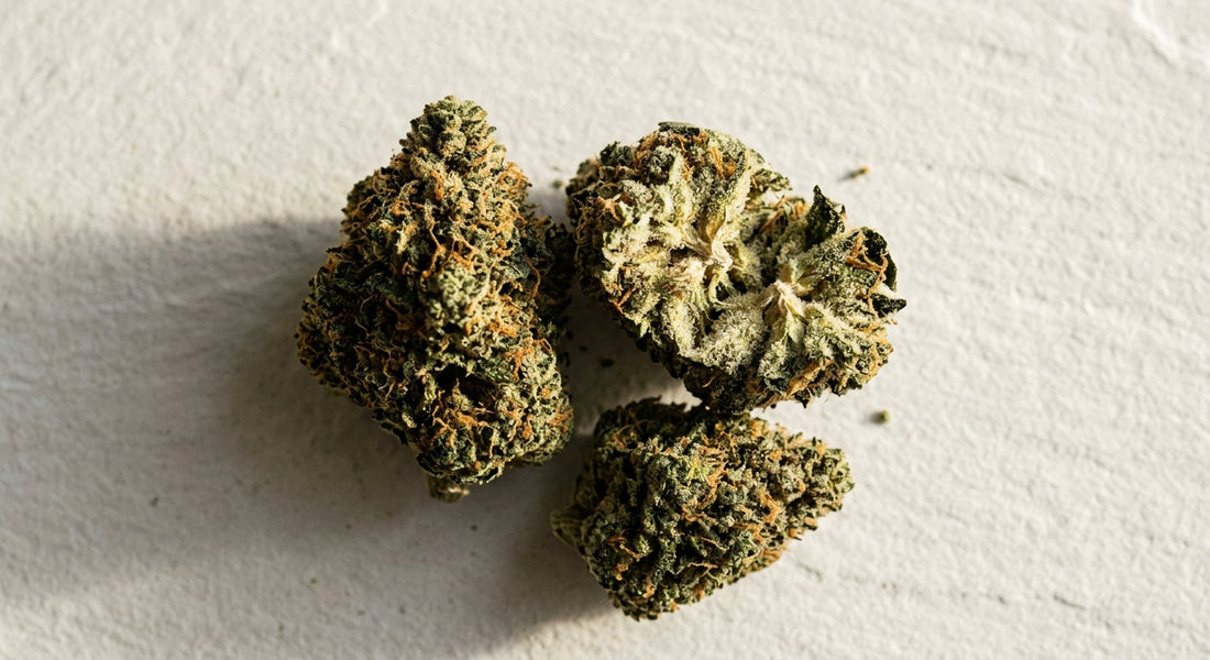 THC flower vs THCA flower comparison dense trichome-covered hemp buds Hurcann