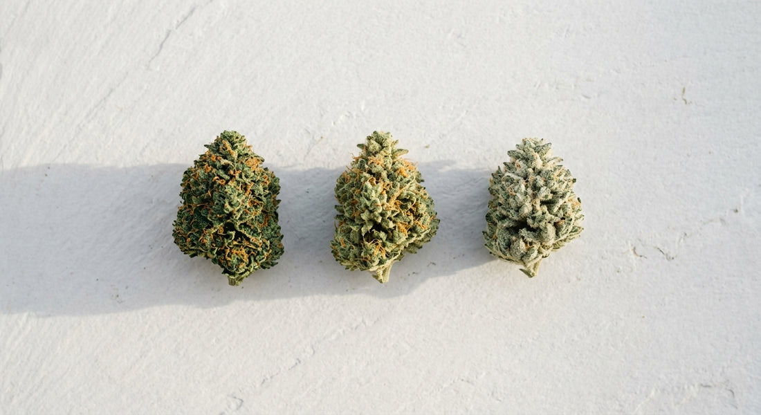 THC vs CBD vs CBG hemp flower buds comparison side by side Hurcann