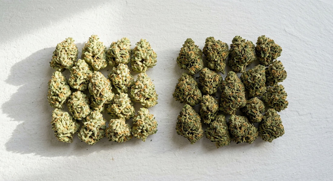 THCA hemp flower vs regular weed side by side comparison dense trichome-covered buds Hurcann