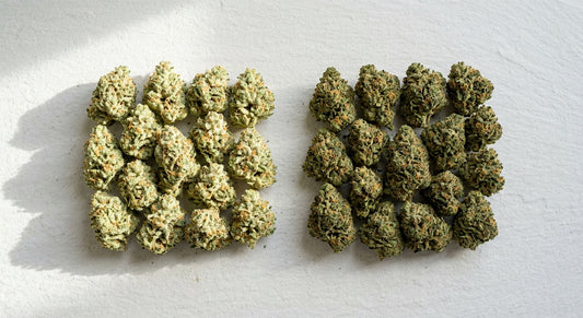 THCA hemp flower vs regular weed side by side comparison dense trichome-covered buds Hurcann