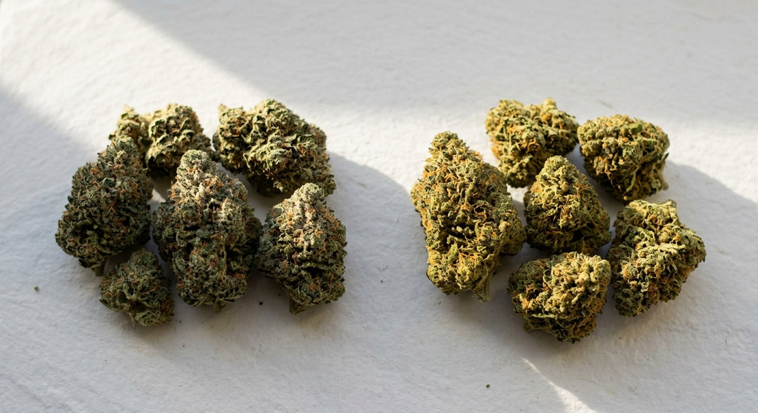 THCA vs THC flower comparison dense hemp buds side by side Hurcann