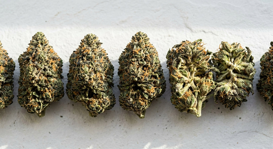 THCA weed vs THC weed comparison dense hemp flower buds flat lay Hurcann