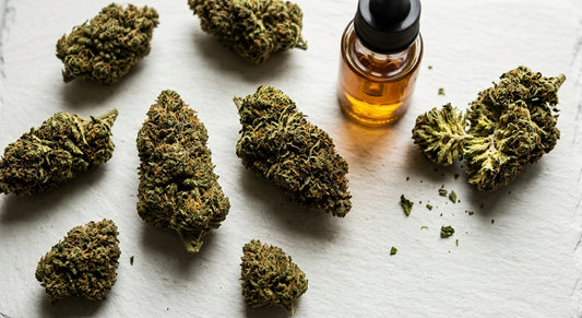 hemp flower extract amber CBD oil beside dense hemp buds on white surface