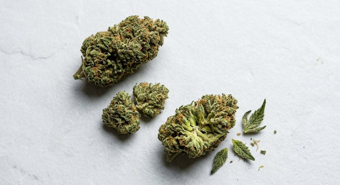 what is THCA dense hemp flower buds flat lay white surface Hurcann 2026