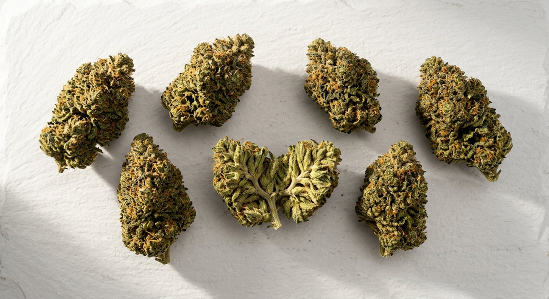 wholesale CBD flower pounds bulk hemp buds on white surface Hurcann