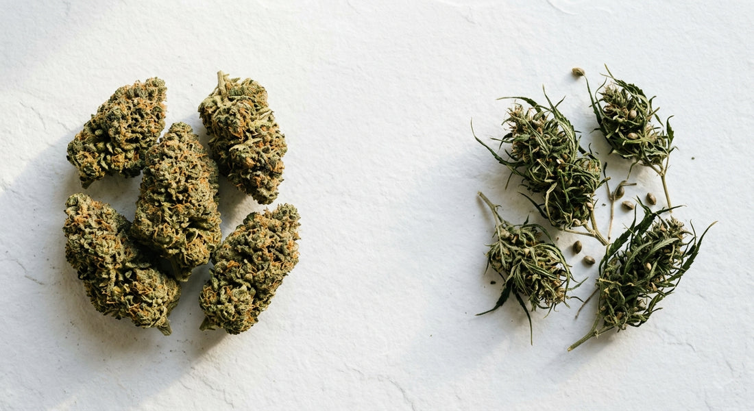 wild hemp flower compared to cultivated CBD hemp flower buds side by side on white surface