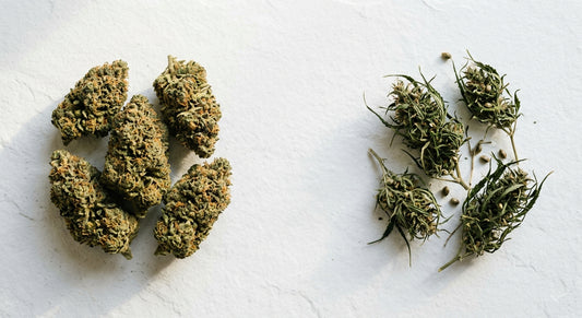 wild hemp flower compared to cultivated CBD hemp flower buds side by side on white surface